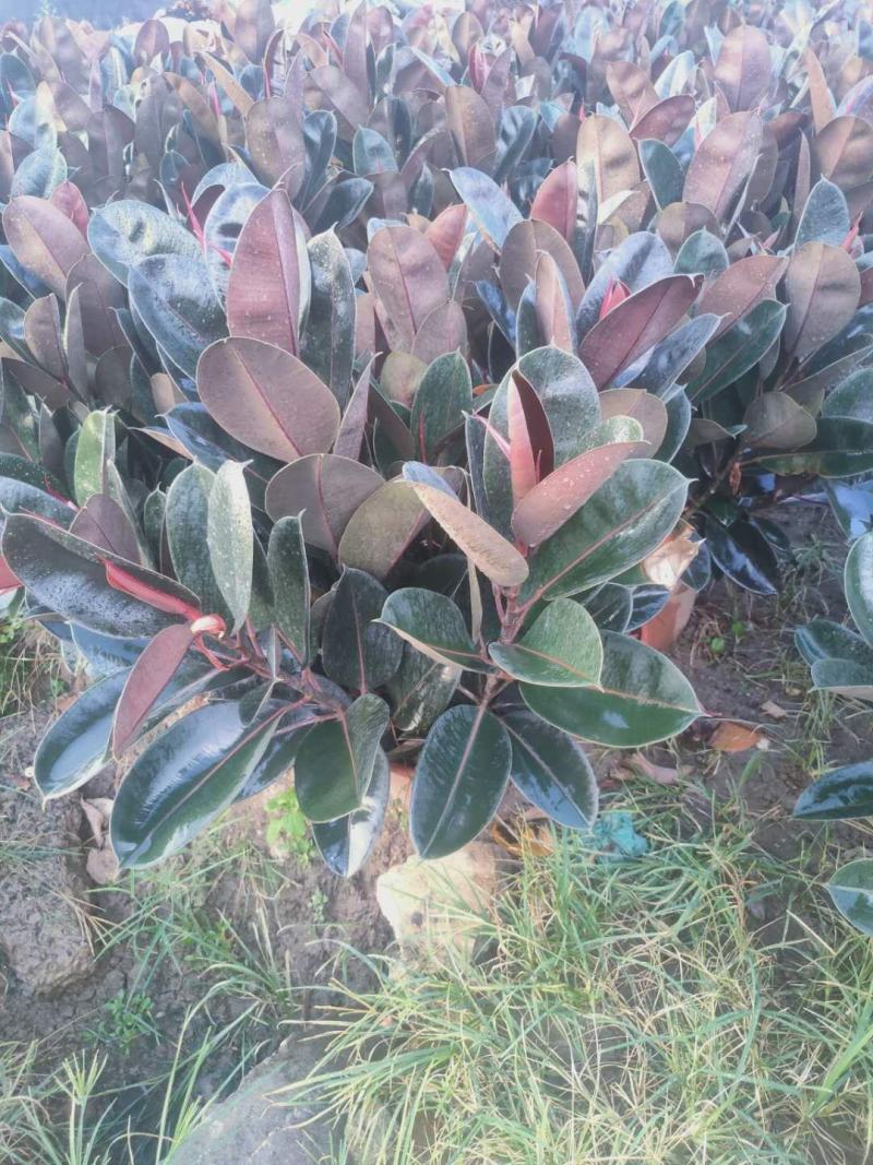 橡皮树黑金刚盆栽花卉客厅室内绿叶大叶四季常青型植物净化空