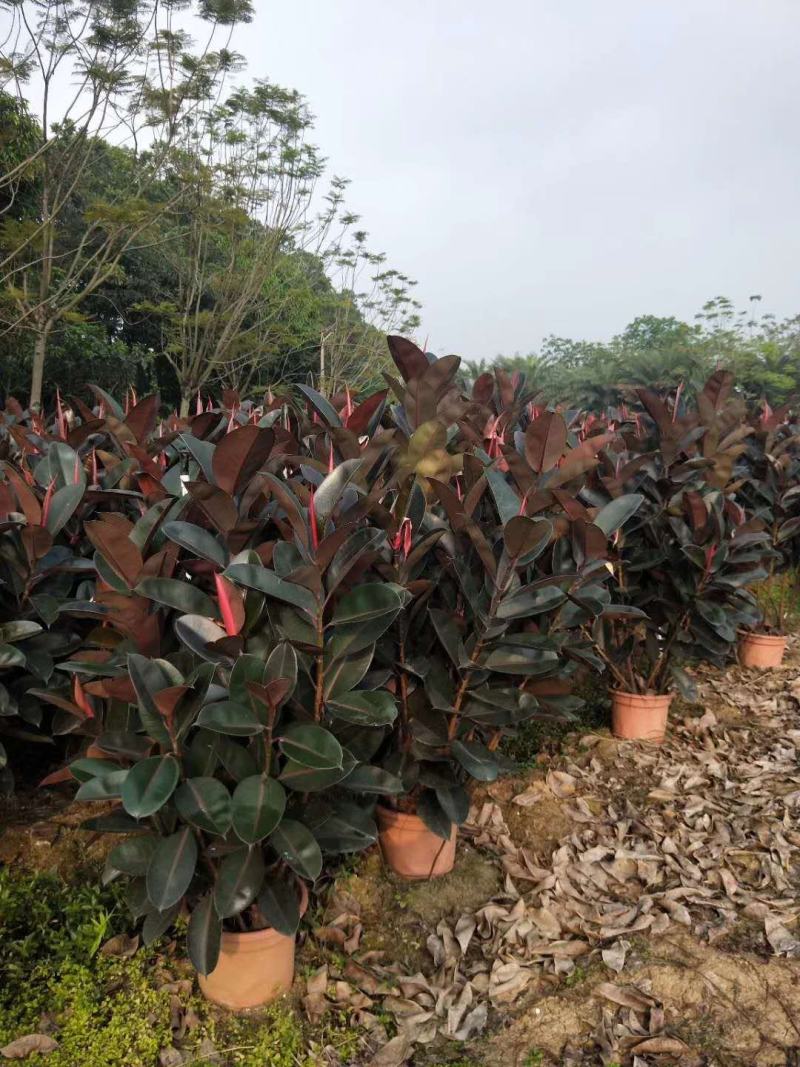 橡皮树黑金刚盆栽花卉客厅室内绿叶大叶四季常青型植物净化空