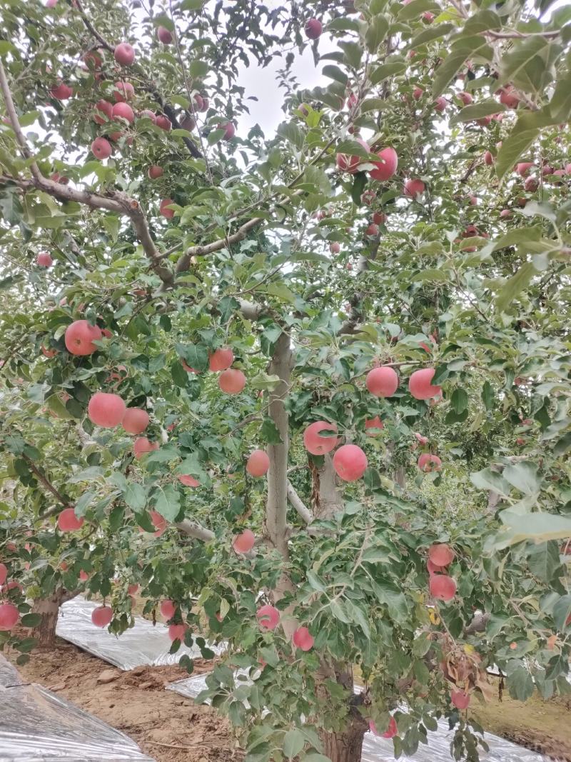 大量供应冰糖心红富士苹果