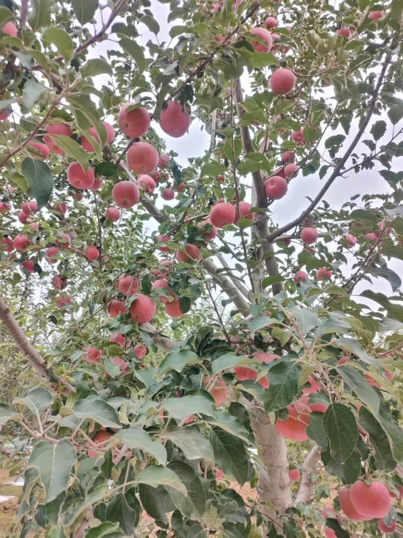 大量供应冰糖心红富士苹果