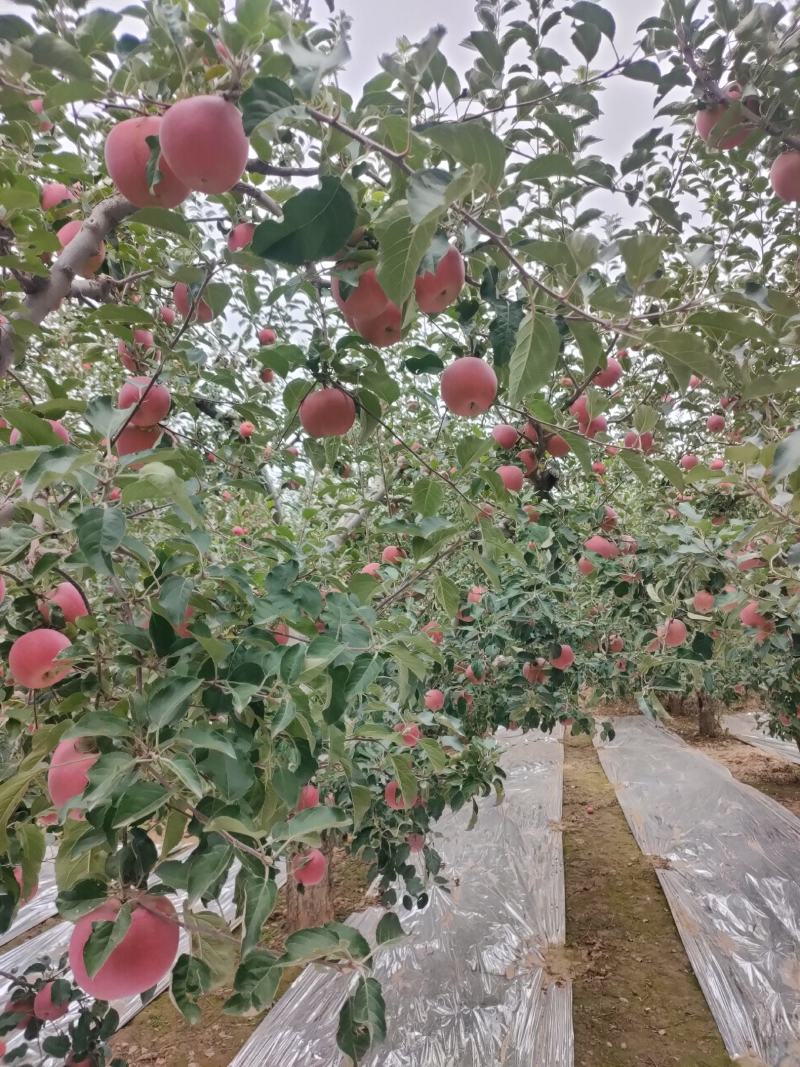 大量供应冰糖心红富士苹果