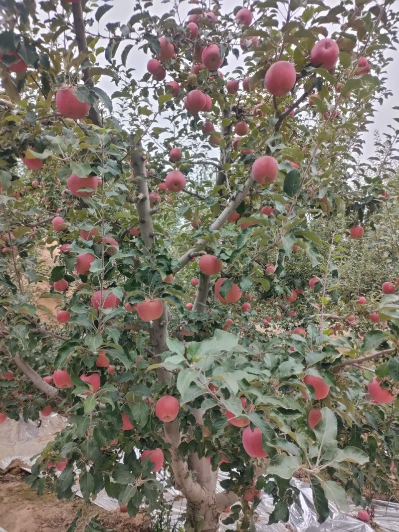 大量供应冰糖心红富士苹果