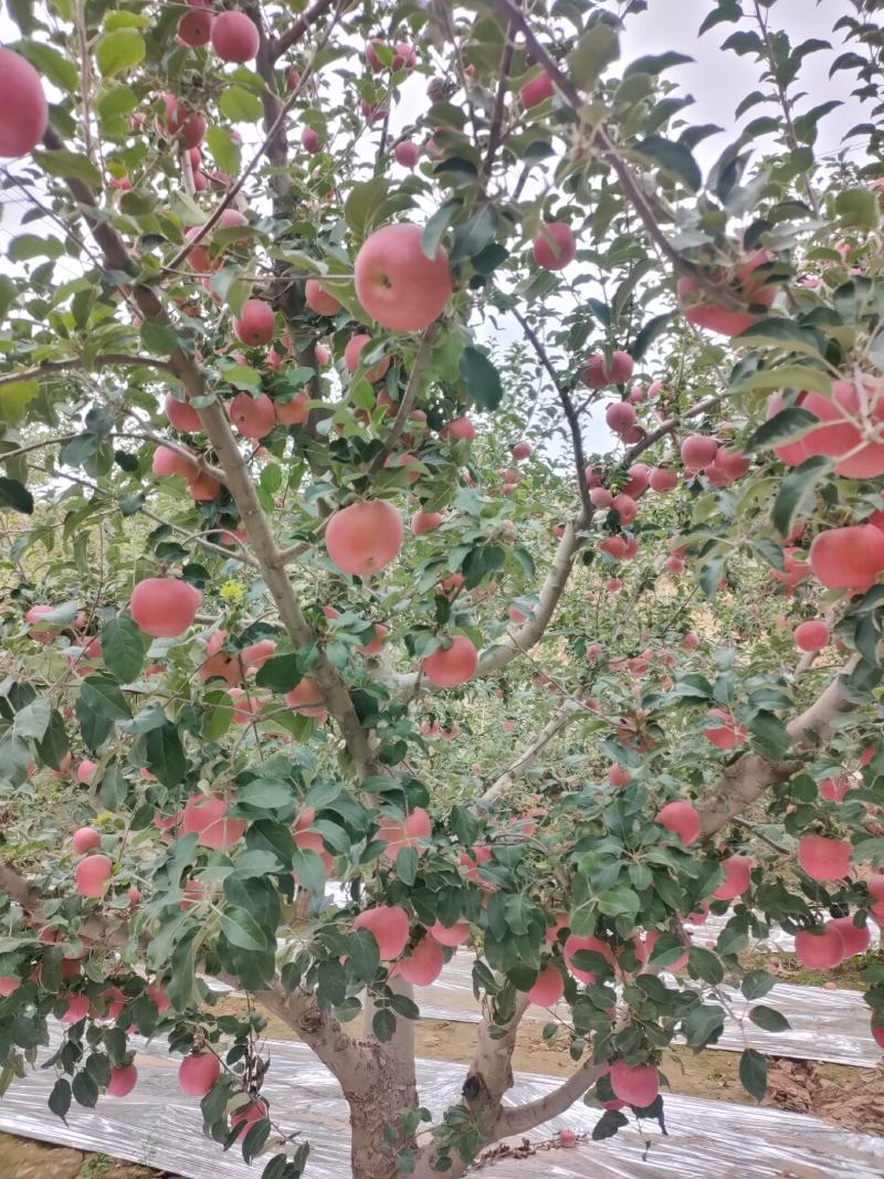 大量供应冰糖心红富士苹果
