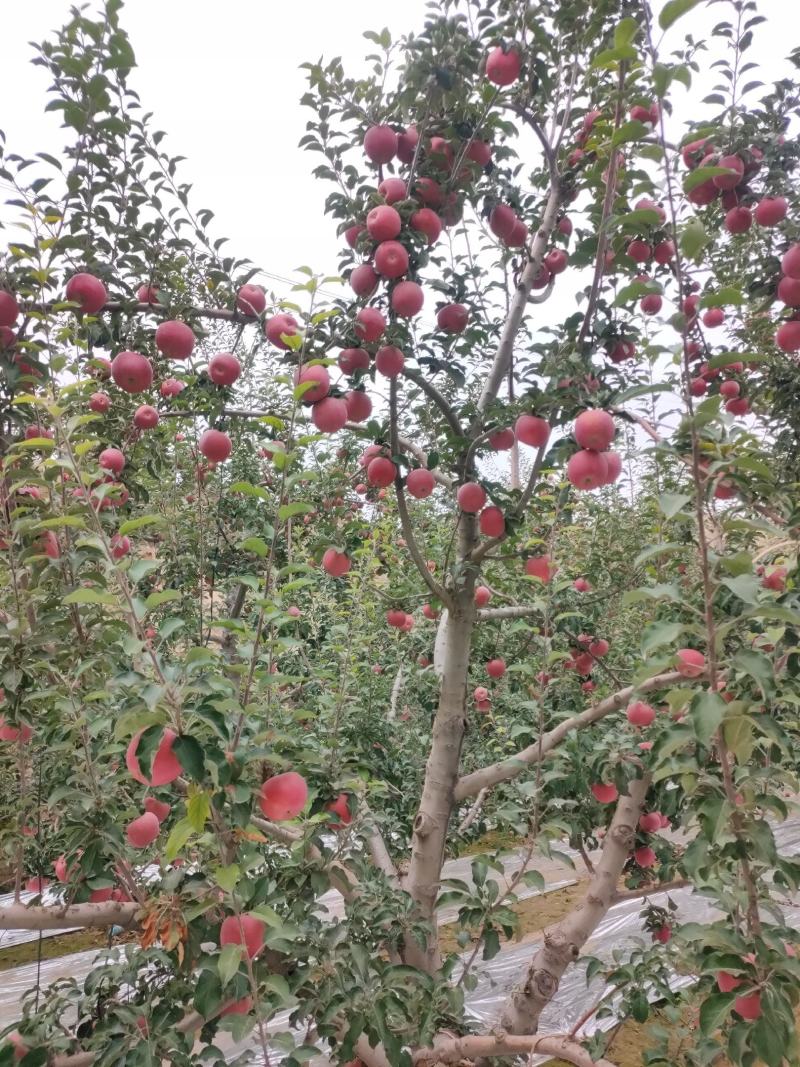 大量供应冰糖心红富士苹果