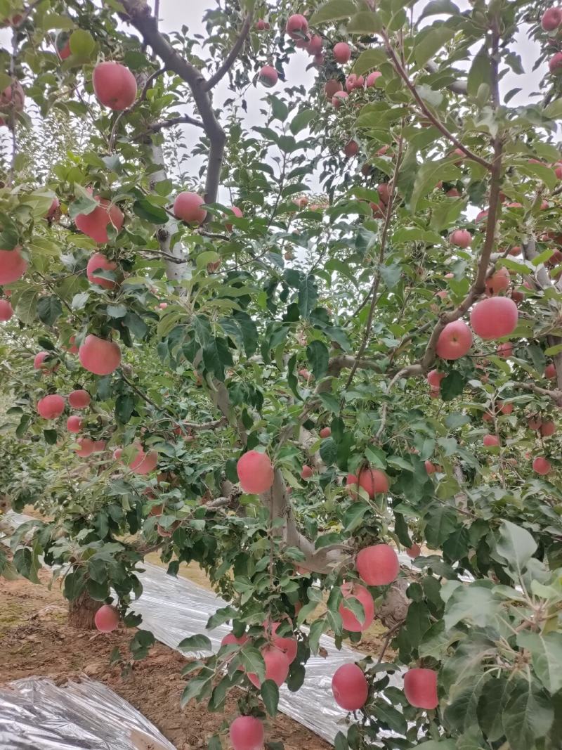 大量供应冰糖心红富士苹果