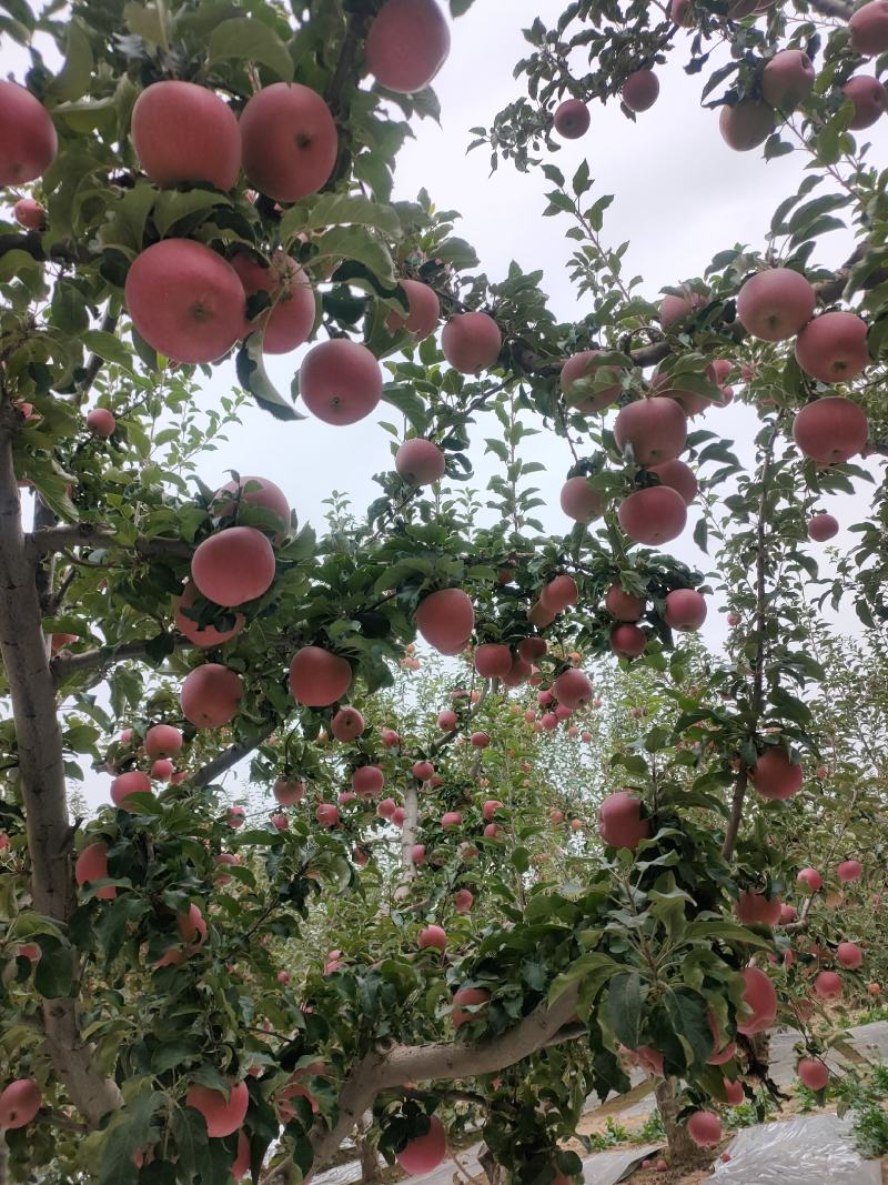 大量供应冰糖心红富士苹果