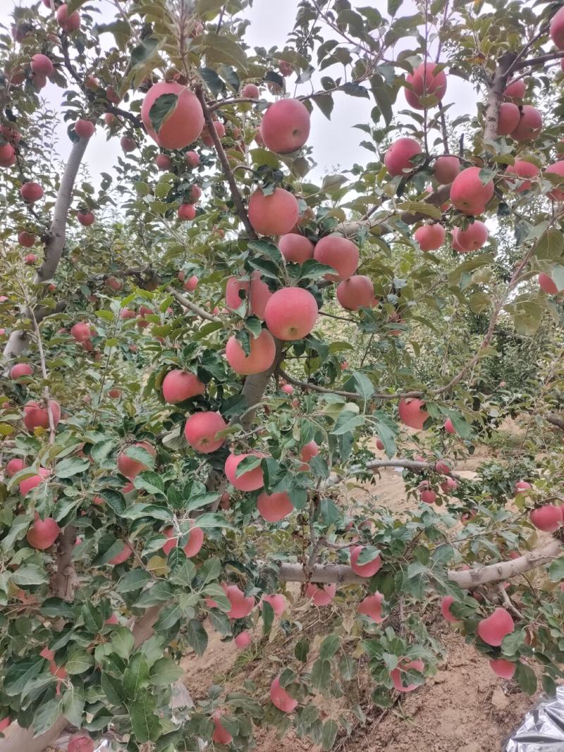 大量供应冰糖心红富士苹果
