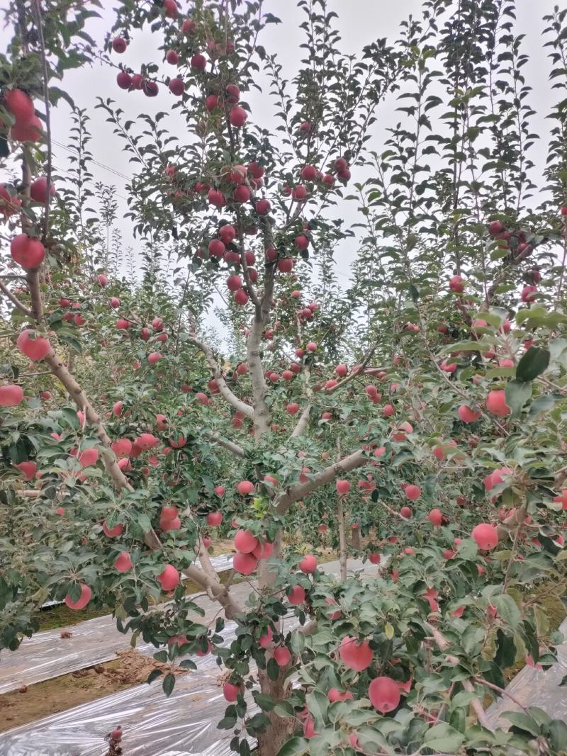 大量供应冰糖心红富士苹果
