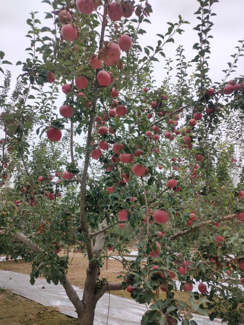 大量供应冰糖心红富士苹果