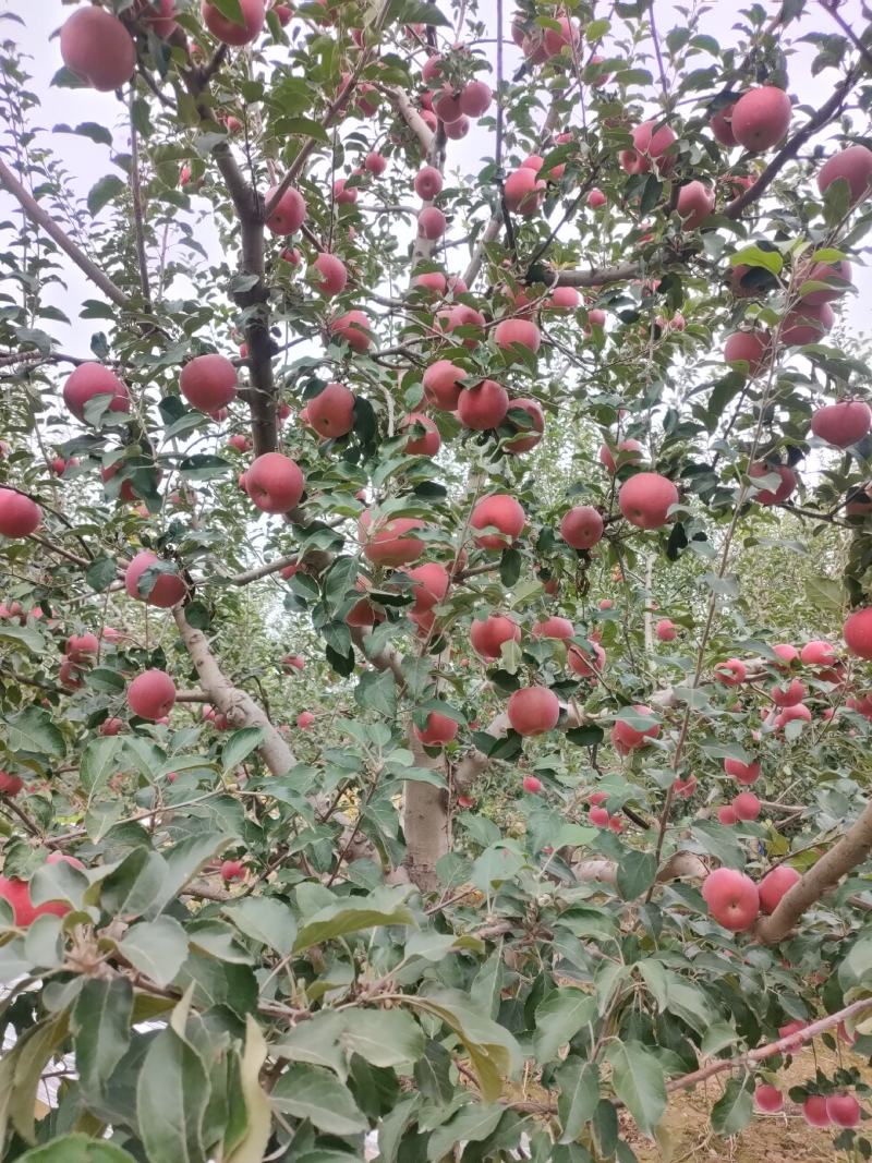 大量供应冰糖心红富士苹果
