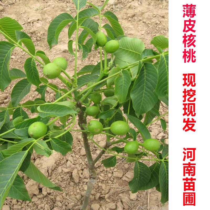 薄皮核桃树清香核桃树，8518核桃树，香岭核桃树。