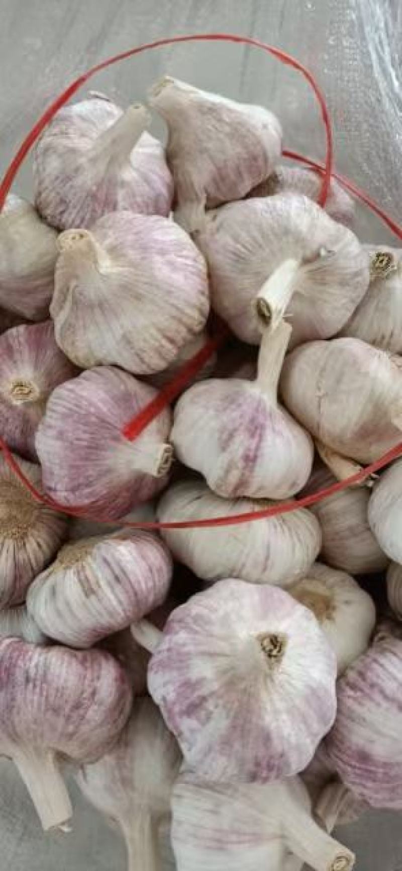邳州精品蒜，一手货源，常年供应，货源充足