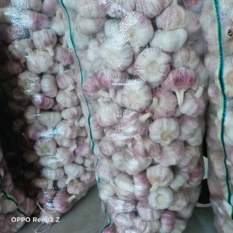 邳州精品蒜，一手货源，常年供应，货源充足