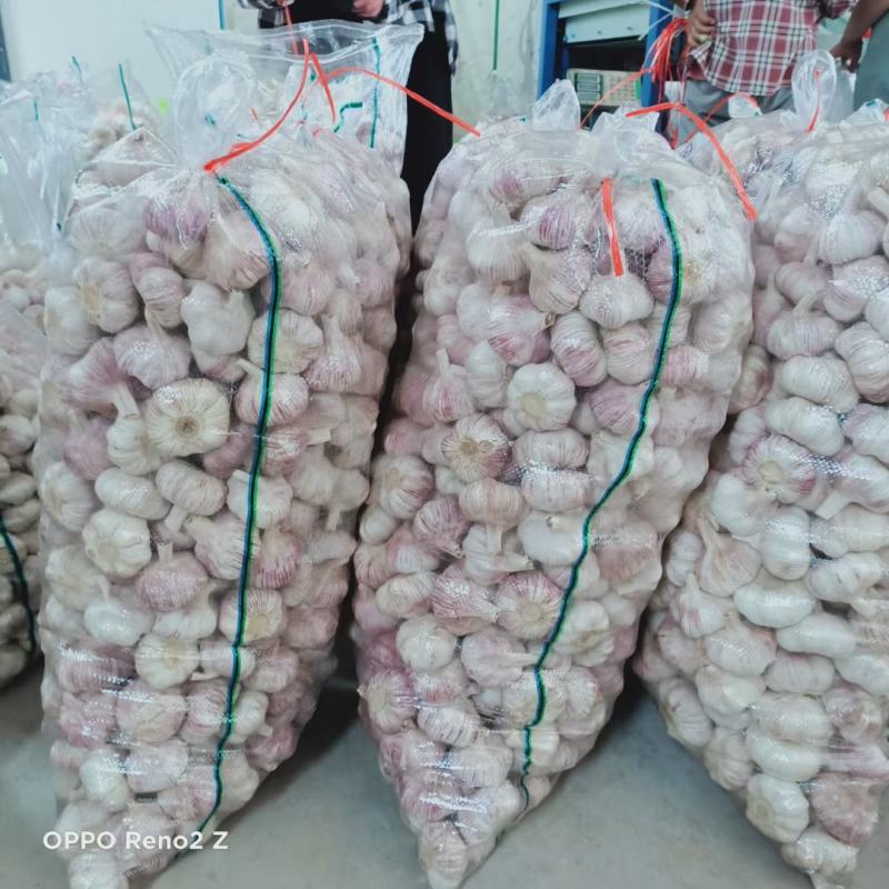 邳州精品蒜，一手货源，常年供应，货源充足