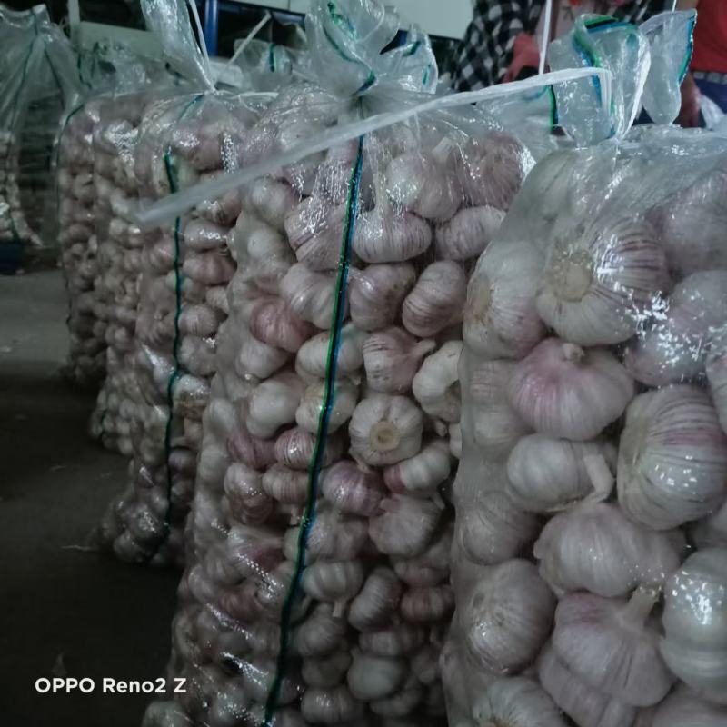 邳州精品蒜，一手货源，常年供应，货源充足