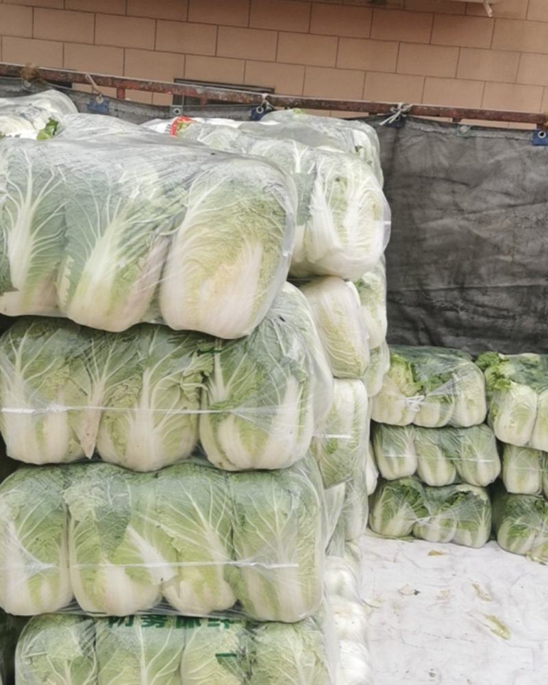 白银靖远永丰合作社娃娃菜大量上市黄丿心白菜