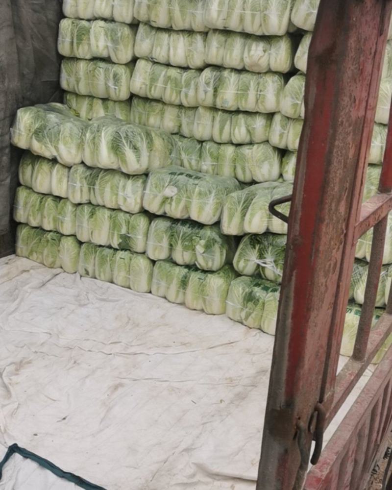 白银靖远永丰合作社娃娃菜大量上市黄丿心白菜