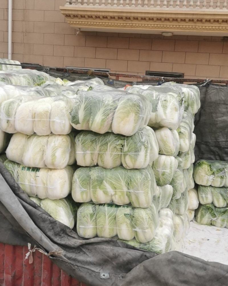 白银靖远永丰合作社娃娃菜大量上市黄丿心白菜