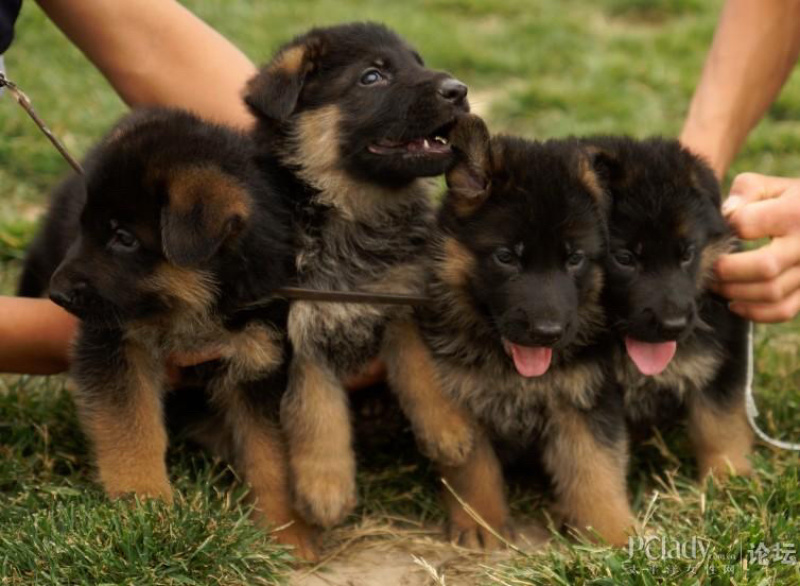 德国牧羊犬警犬军犬纯种犬小狼狗幼崽