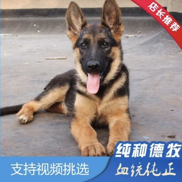 德国牧羊犬警犬军犬纯种犬小狼狗幼崽