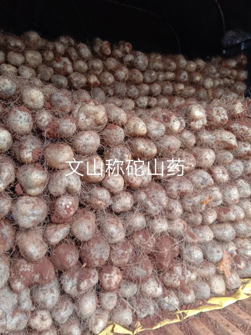 金称砣山药也上市可整车批发与一件代发欢迎下单