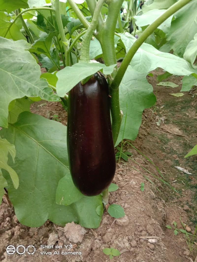 【优选】紫长茄，无籽。大量供应，欢迎联系！