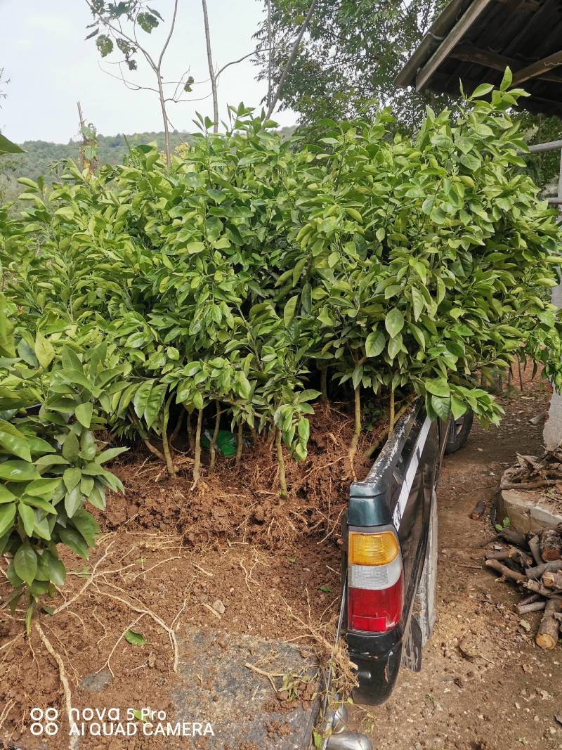 纽荷尔脐橙苗，二年杯苗，地径1.5公分以上。无病害，根好