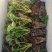 红颜草莓苗,甜宝草莓苗,穴盘草莓苗,奶油草莓苗,品质保障
