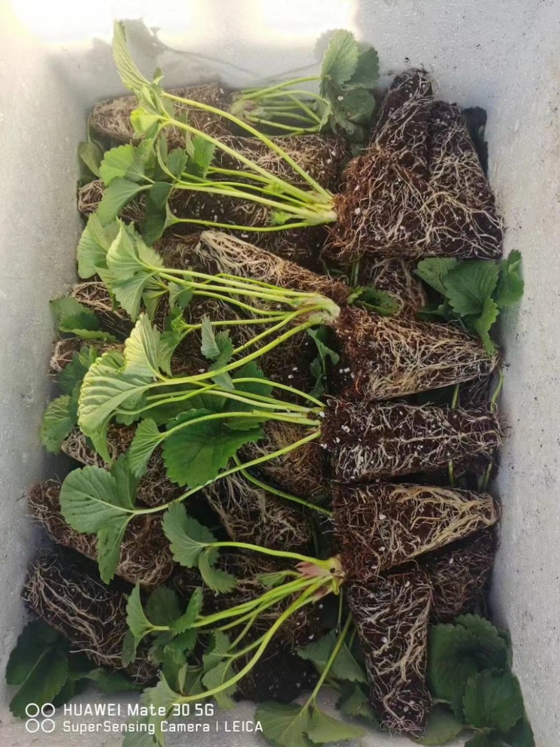 红颜草莓苗，甜宝草莓苗，穴盘草莓苗，奶油草莓苗，品质保障