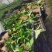 红颜草莓苗,甜宝草莓苗,穴盘草莓苗,奶油草莓苗,品质保障