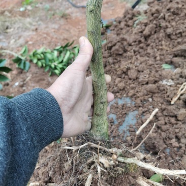 伦晚脐橙苗，两年杯苗，地径1.5公分。根系发达，品种纯。