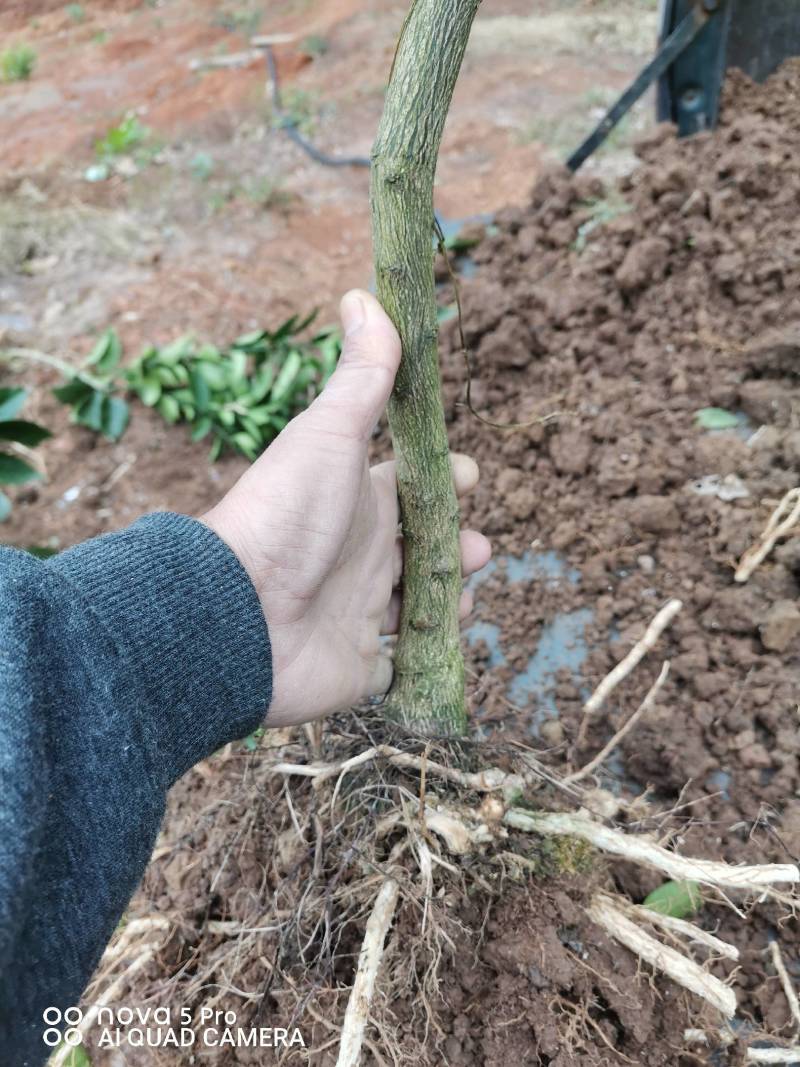 伦晚脐橙苗，两年杯苗，地径1.5公分。根系发达，品种纯。