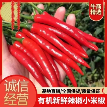 小米椒809天香90基地直供，货源充足