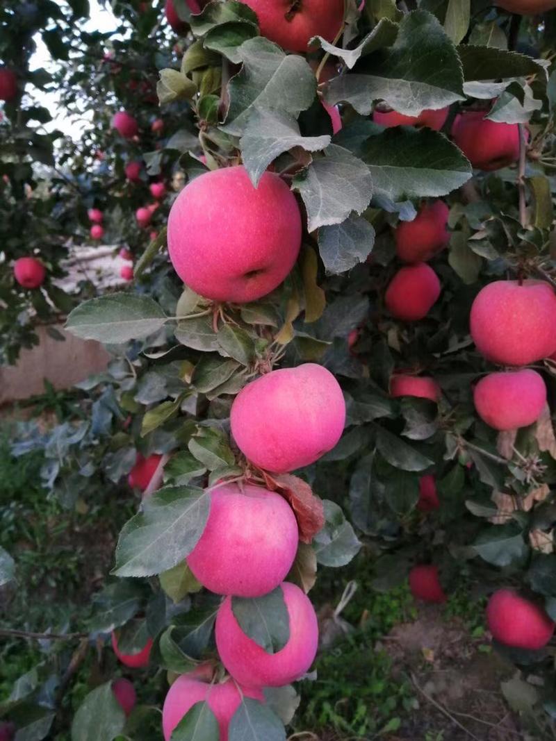 辽南精品红富士苹果大量上市中，口感香甜，能达到18个糖