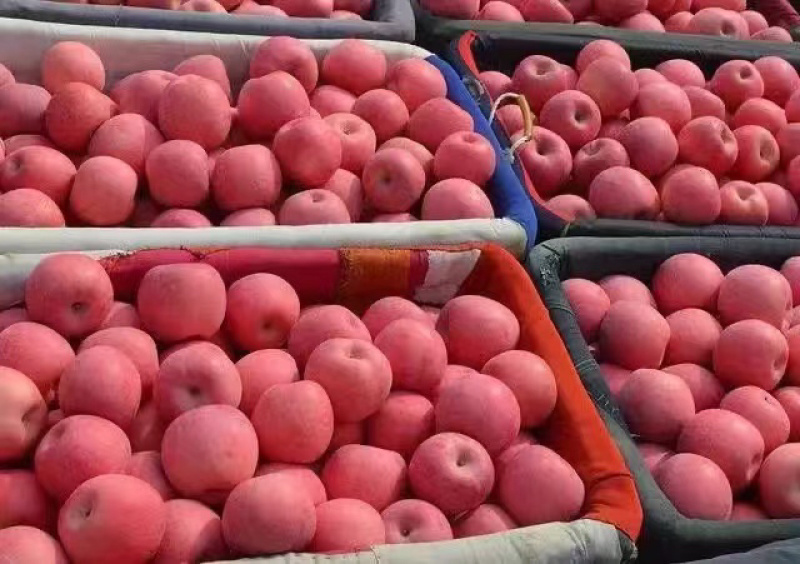 辽南精品红富士苹果大量上市中，口感香甜，能达到18个糖