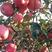 辽南精品红富士苹果大量上市中，口感香甜，能达到18个糖