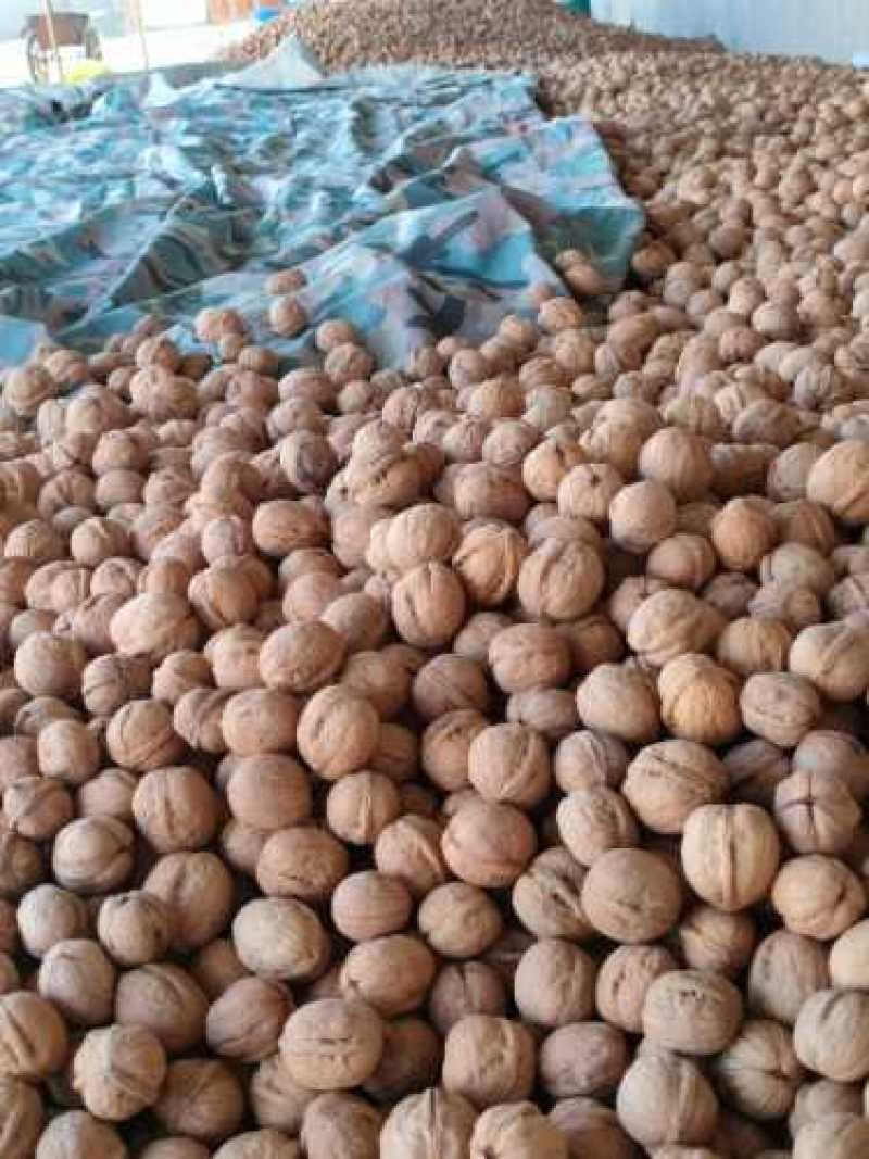 温宿核桃林场185薄皮核桃