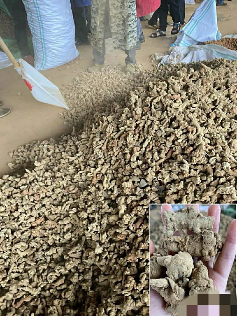 正宗云南文山三七