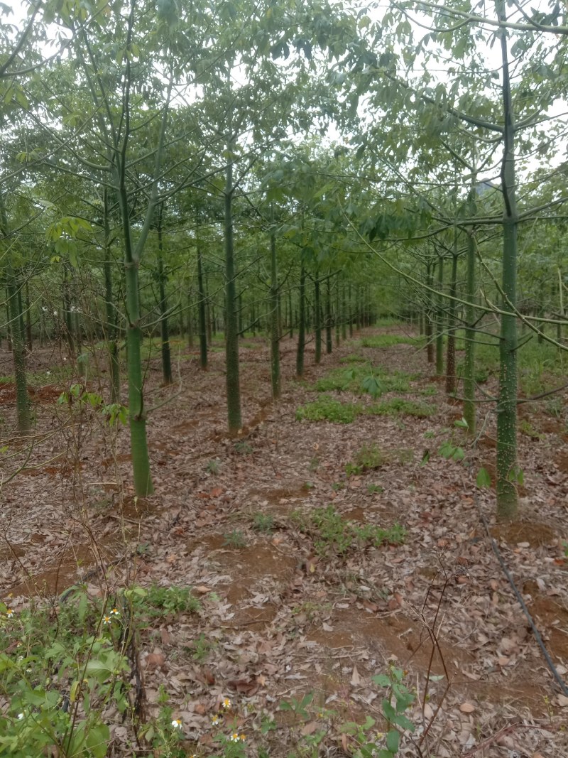 美丽木棉10至20公分大量出售