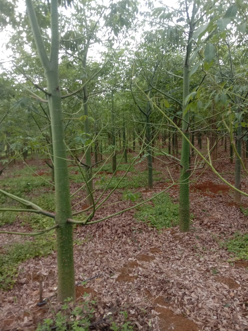 美丽木棉10至20公分大量出售
