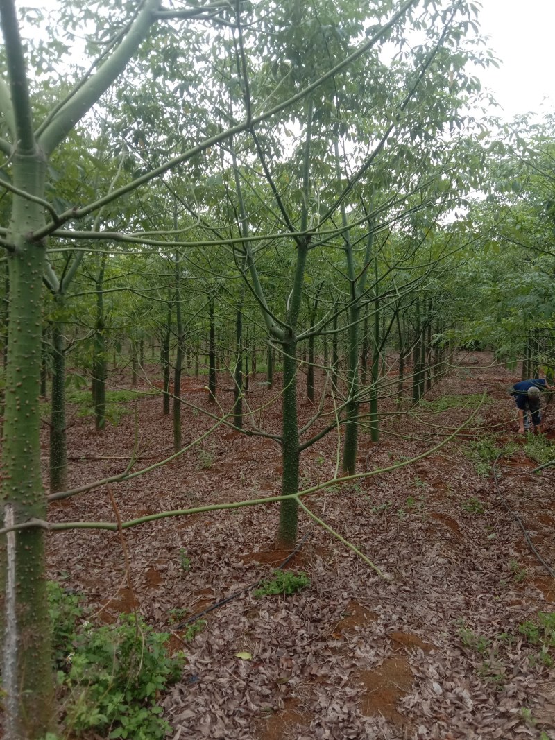 美丽木棉10至20公分大量出售