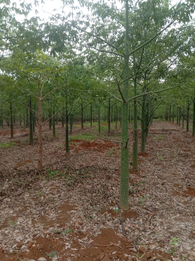 美丽木棉10至20公分大量出售