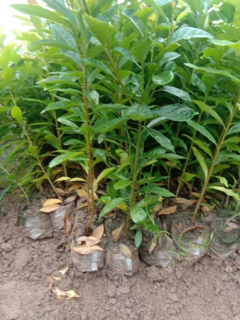 木荷，枫香，湿地松，油茶苗