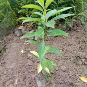 木荷，枫香，湿地松，油茶苗