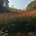 木荷，枫香，湿地松，油茶苗