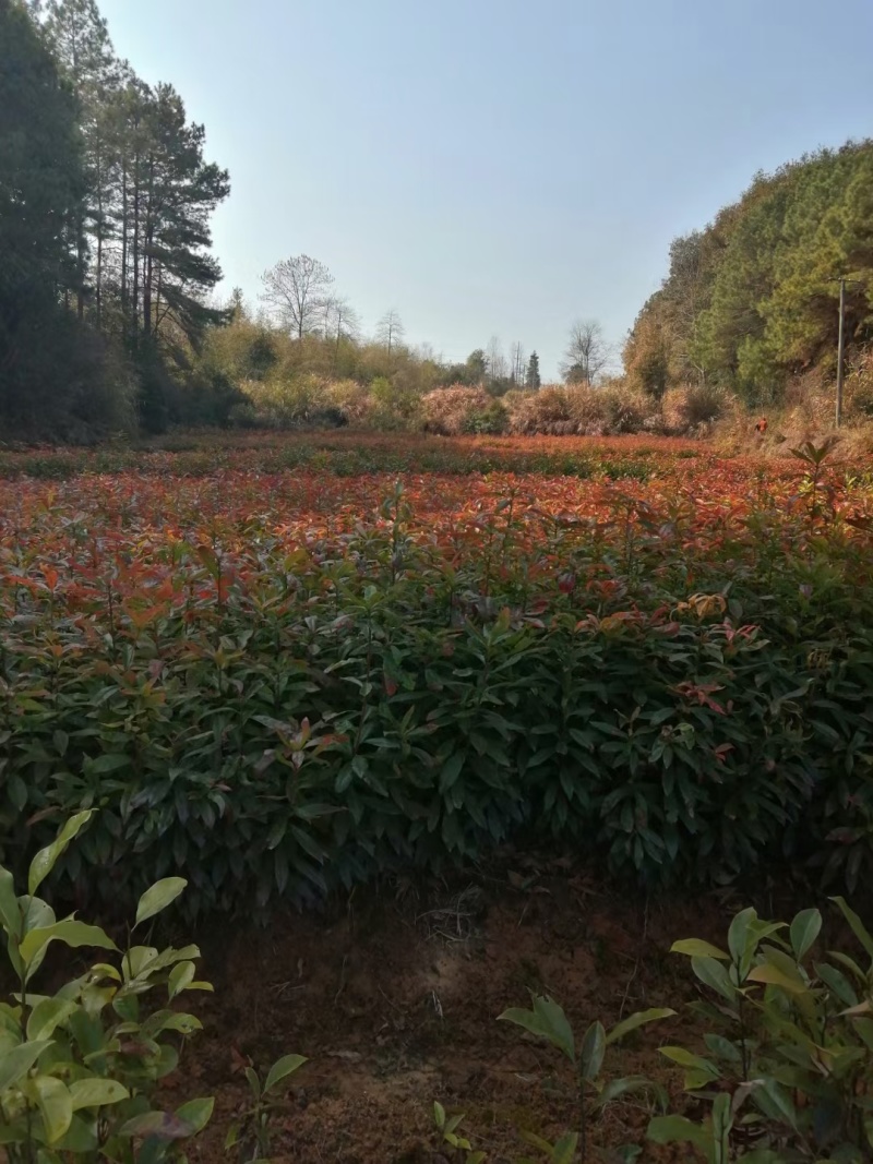 木荷，枫香，湿地松，油茶苗