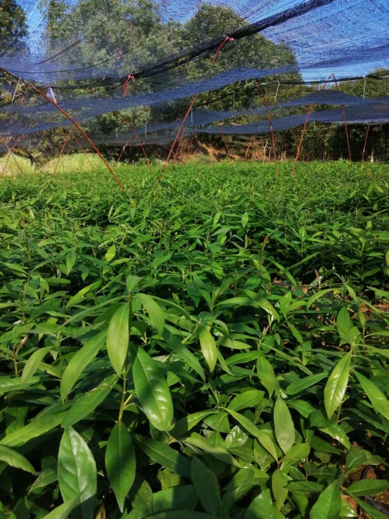 木荷，枫香，湿地松，油茶苗