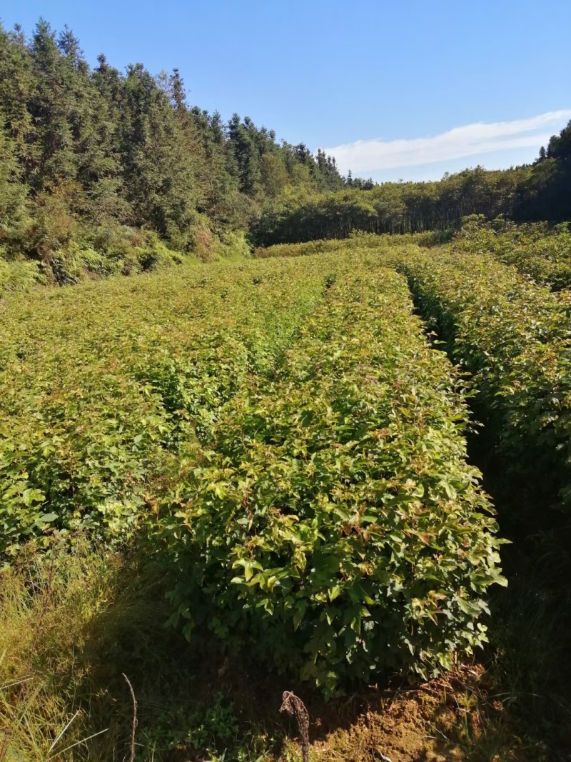 木荷，枫香，湿地松，油茶苗
