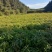 木荷，枫香，湿地松，油茶苗