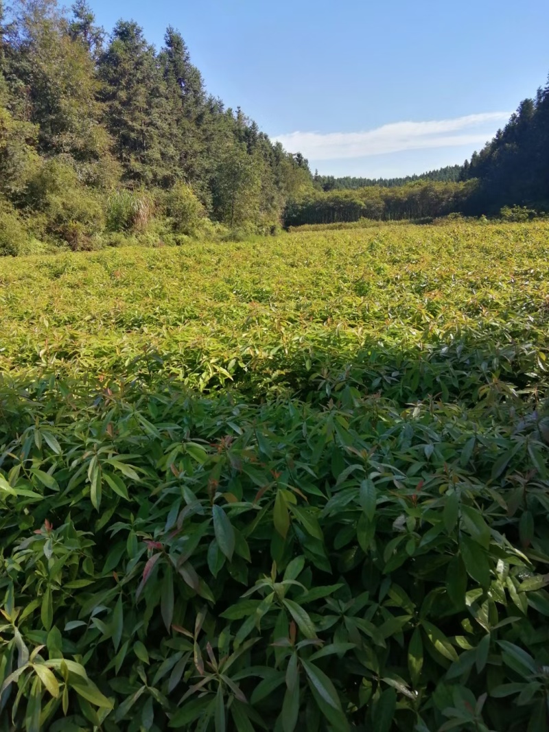 木荷，枫香，湿地松，油茶苗